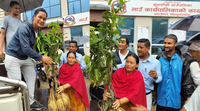 सुनकोशी गाउपालिकाद्धारा फलफुलका विरुवा वितरण